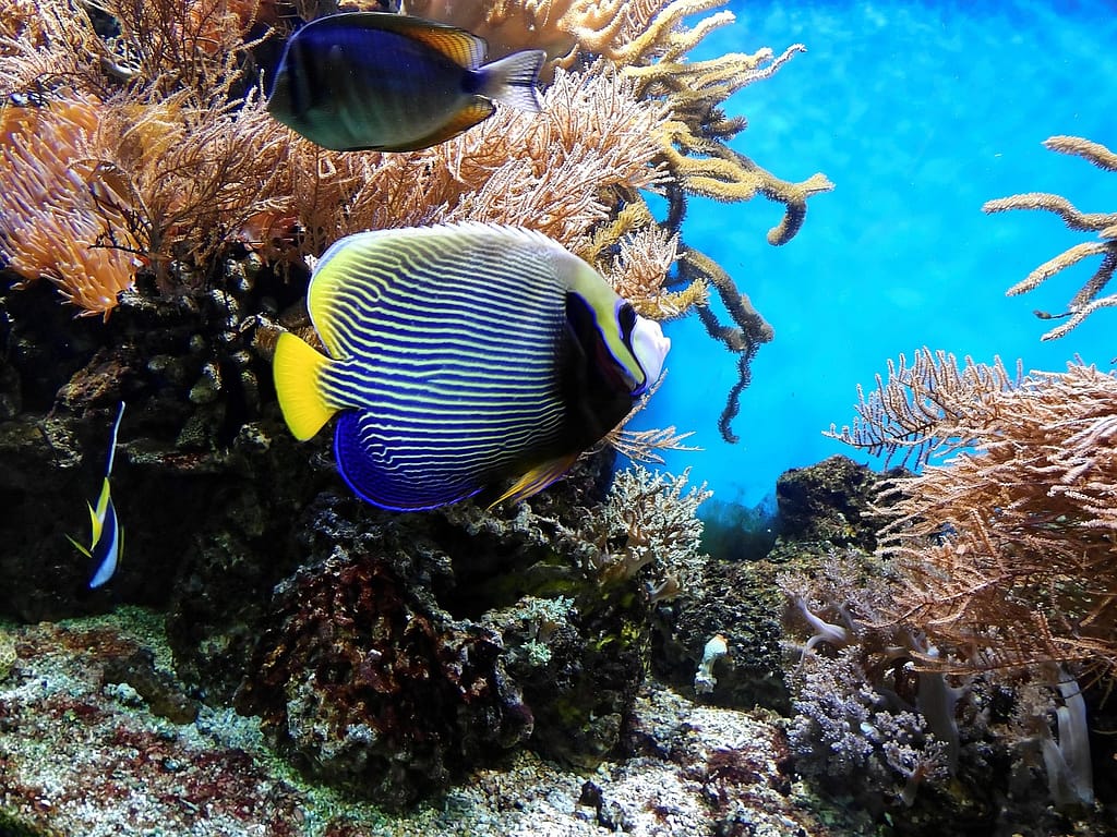 Onderwaterwereld Mamvo Beach Curacao